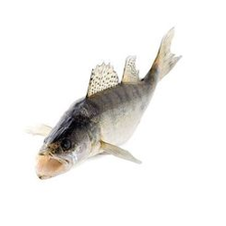 Freshwater Fish - Fullfish