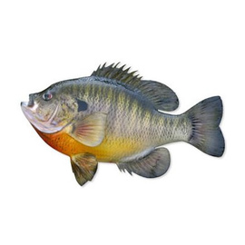 Bluegill fillets