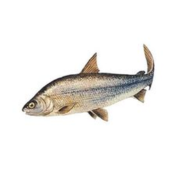 Whitefish fillets