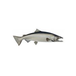 Lake King Salmon