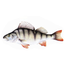 Perch, Yellow Perch or European Perch